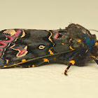 Lily moth