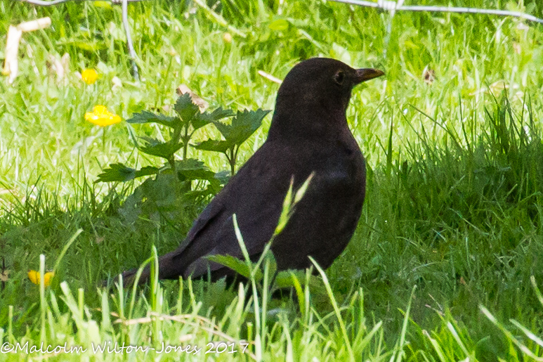 Blacbird