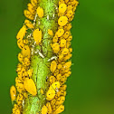 Oleander aphids