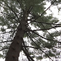 Eastern White Pine