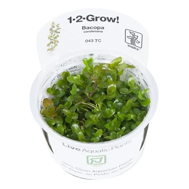 1-2-Grow Invitro