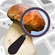 Mushroom Identify - Automatic picture recognition Download on Windows