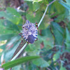 Yellow-spotted Stink bug