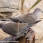 Collared Dove; Tórtola Común