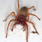 Long-jawed Six-eyed Spider AKA Woodlouse Spider