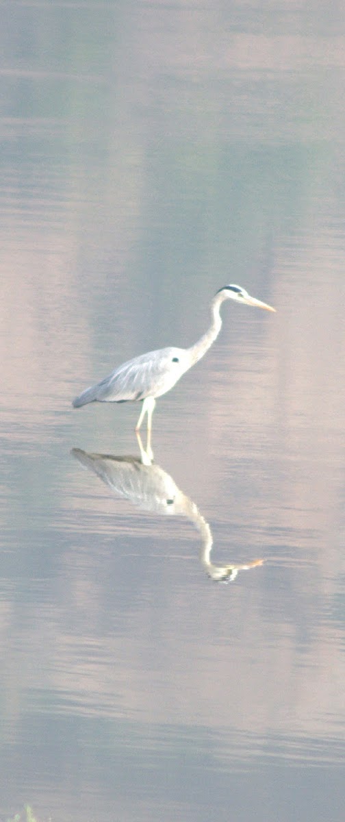 Grey Heron