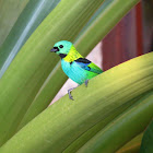 Green-headed tanager