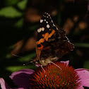 Painted Lady