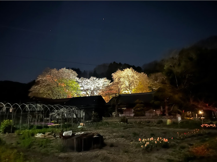 スカイラインクーペの相棒・桜絨毯・デート(♥´꒳`*)(*´꒳`♥)に関するカスタム事例の投稿画像8枚目