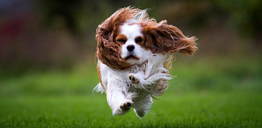 Descargar Fondos Pantalla Cavalier King Charles Spaniel Hd Para Pc Gratis Ultima Version Com Dacappsdev Charlesspanielwallpapershd