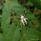 Black and Yellow Argiope