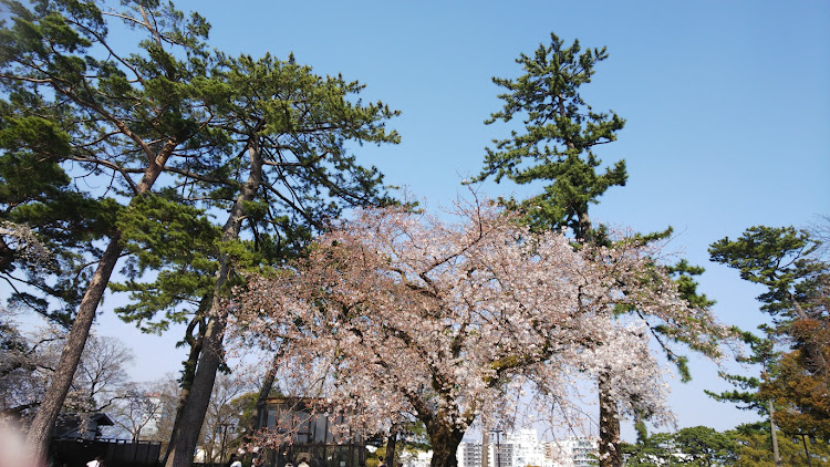 フィットの桜🌸・小田原城の桜🌸に関するカスタム事例の投稿画像3枚目