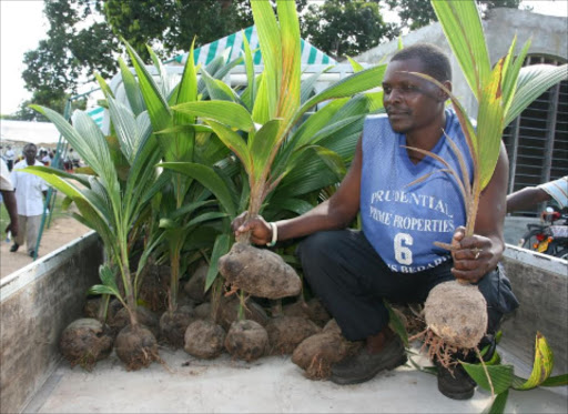 A coconut seedling trader from Dabaso in Malindi. John Yeri displays the new breed of coconut at the end of field day at Gede Chief's Camp.