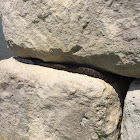 Northern Water Snake