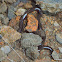 Brahminy blind snake