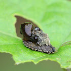 Golden Tortoise Beetle Larva