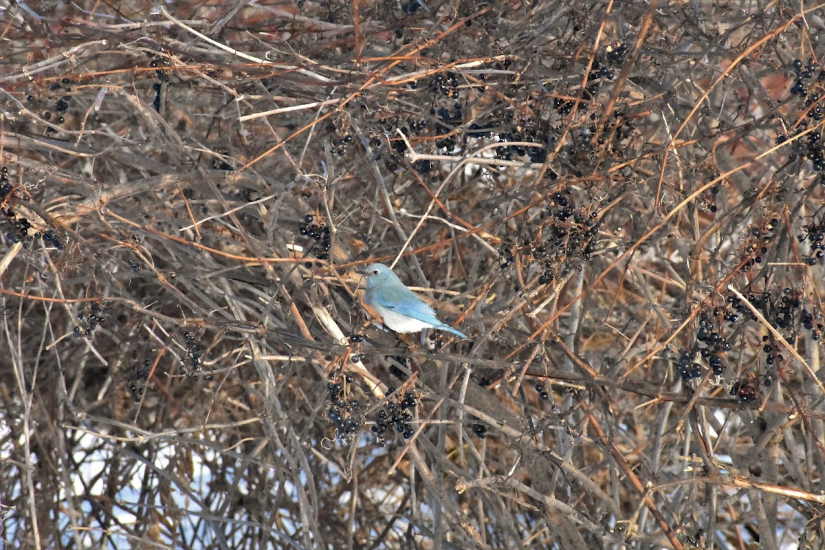 Mountain Bluebird