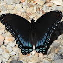 Red-spotted Purple