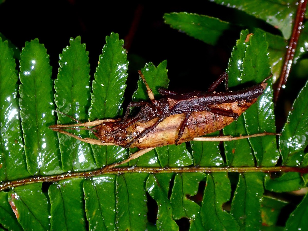 Stick Insect, Phsmids