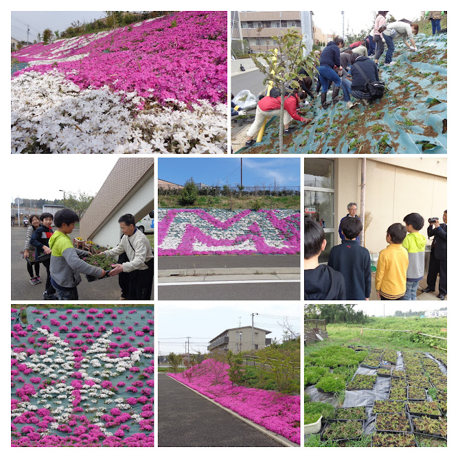 芝桜について 環境整備 みどりサポートチーム