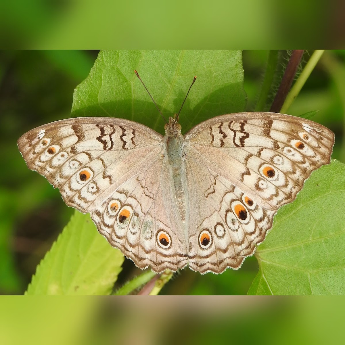 Grey Pansy