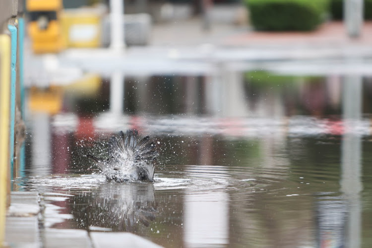 A pigeon bathes in a puddle in Newtown, Johannesburg, during rainy weather on November 8 2022,