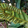 Blue-striped Nettle Grubs