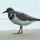 Ruddy turnstone