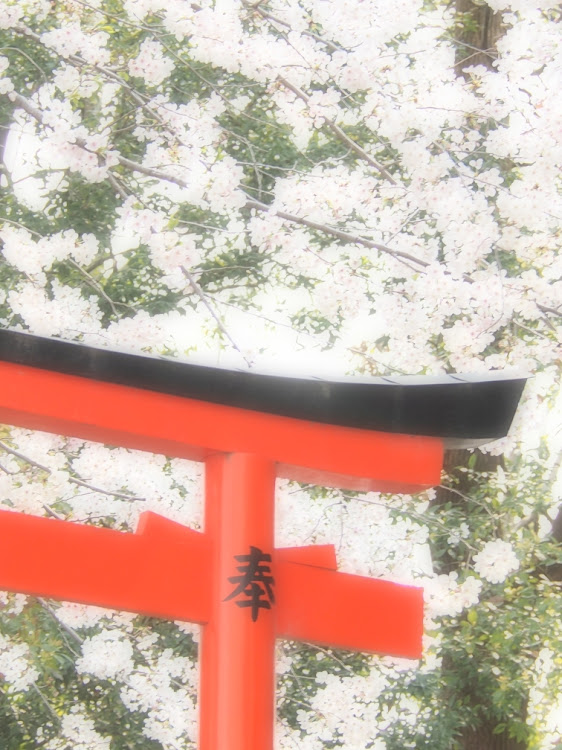 320iの桜はいいね～・ローガン・一眼楽しいに関するカスタム事例の投稿画像5枚目