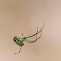 Orchard Spider