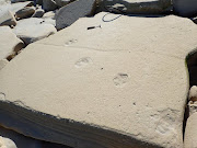 The puff adder trail, crossed by a long-horned buffalo trackway. Geological hammer for scale.