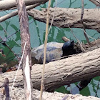 Adult snapping turtle