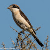 Woodchat Shrike; Alcaudón Real