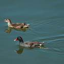 Common Moorhen