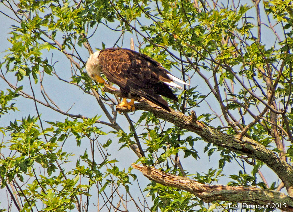 Bald eagle