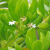 Scaevola