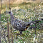 Common pheasant (female)