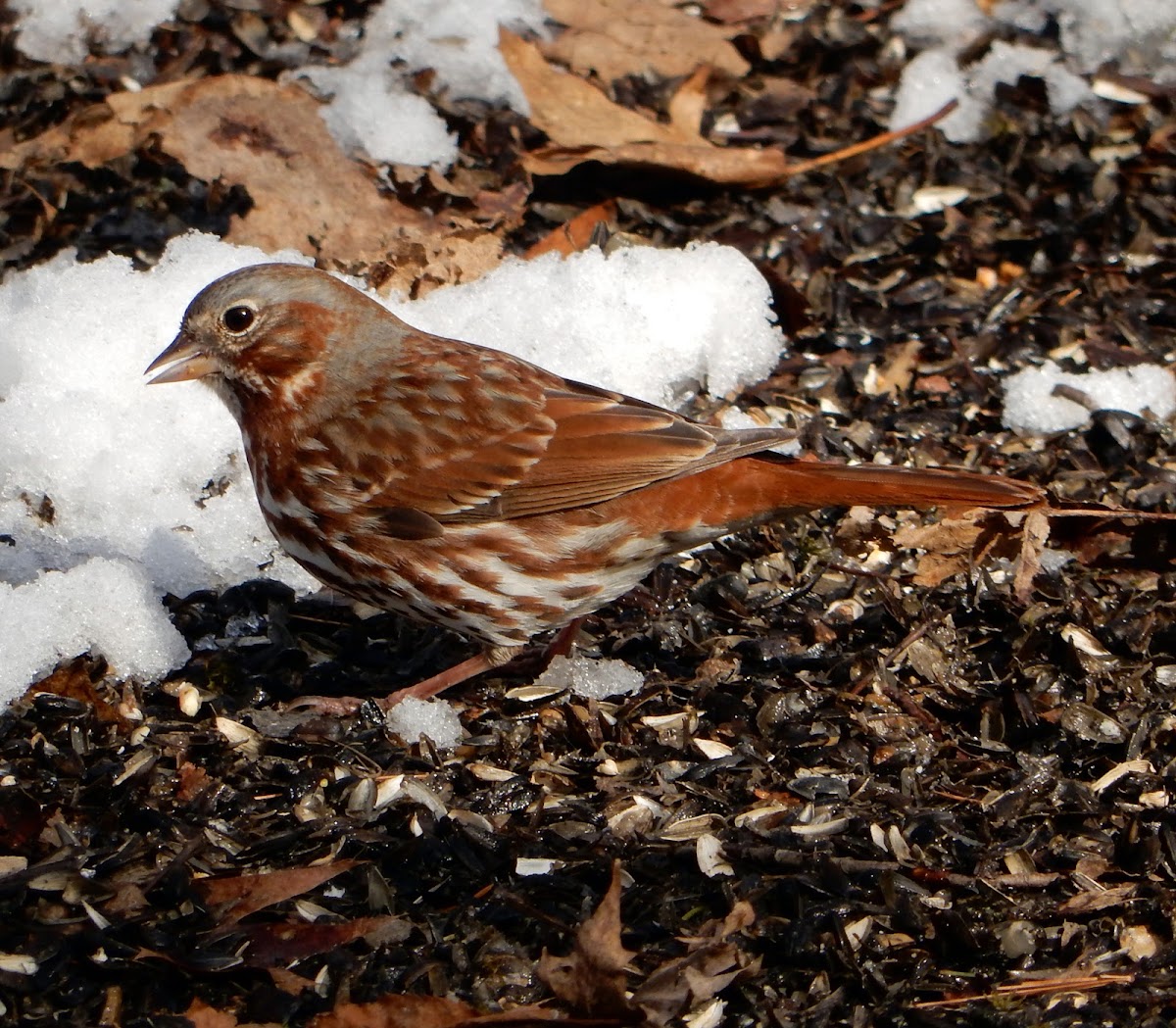 Fox Sparrow