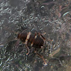 Smoky Brown Cochroach (nymph)