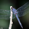 Slaty Skimmer Dragonfly