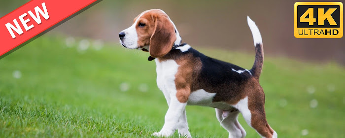 Beagle HD Wallpapers Dogs and Puppies Theme marquee promo image