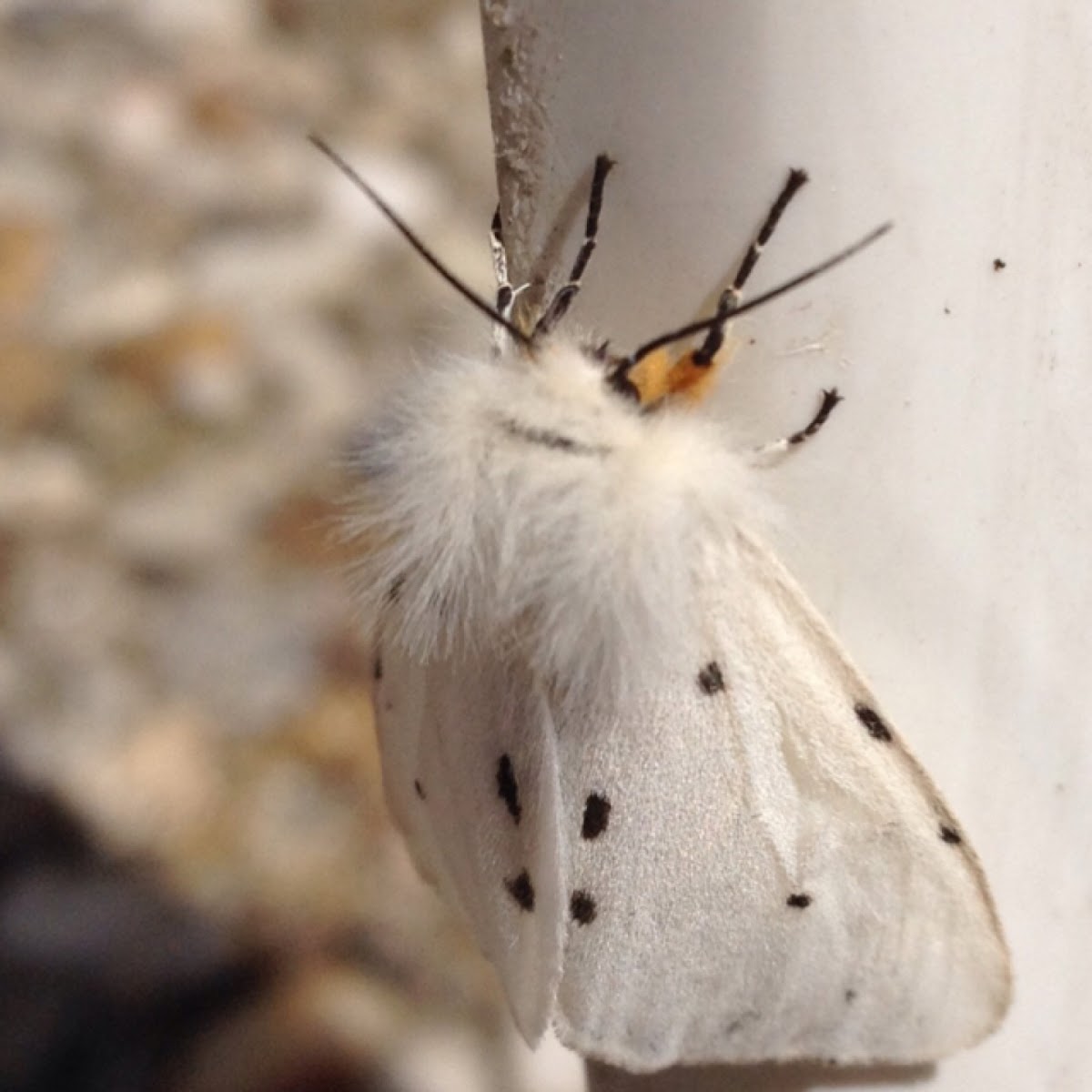 White Ermine Arctiid Moth