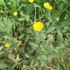 Field Marigold