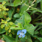 Climbing dayflower