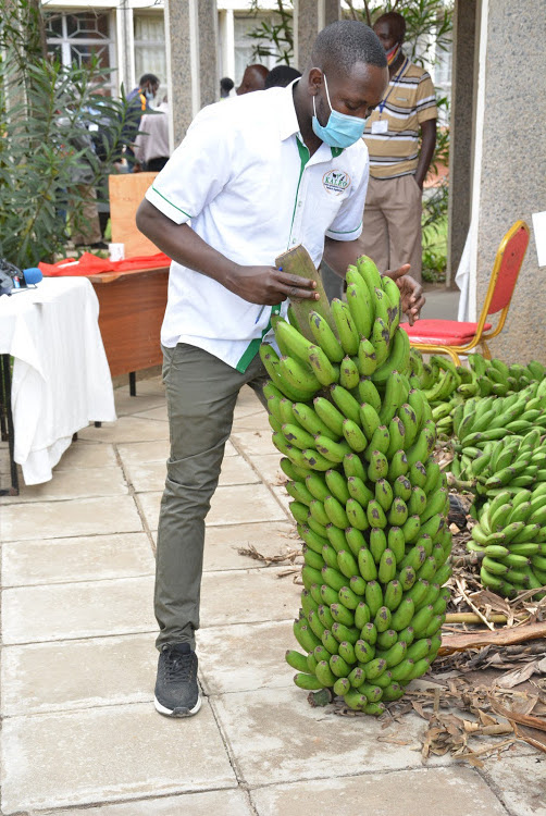 A staff from Kenya Agricultural and Livestock Research Organisation during a farmers' forum in Naivasha