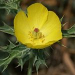 Mexican Prickly Poppy