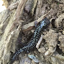 Mississippi Slimy Salamander