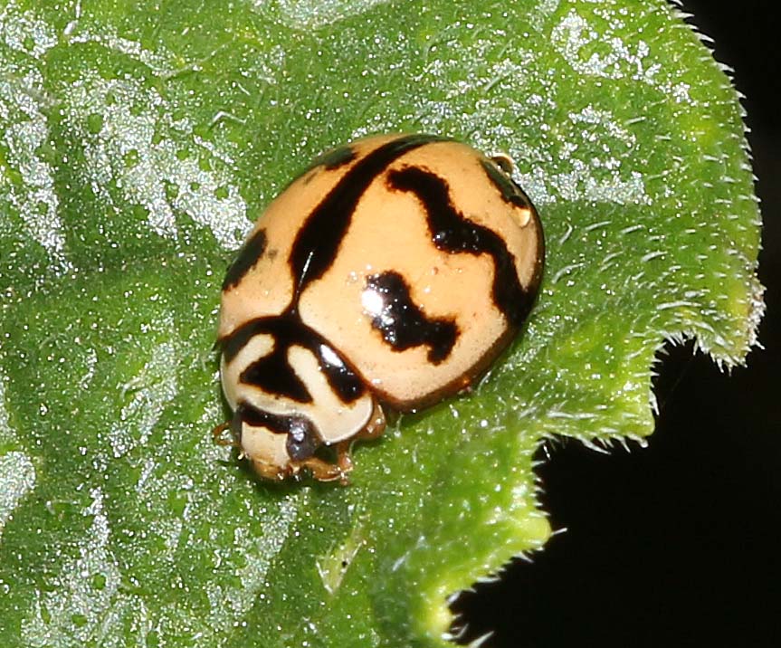 Six-spotted Zigzag Ladybird