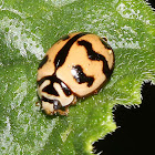 Six-spotted Zigzag Ladybird