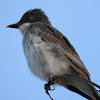 Eastern Kingbird